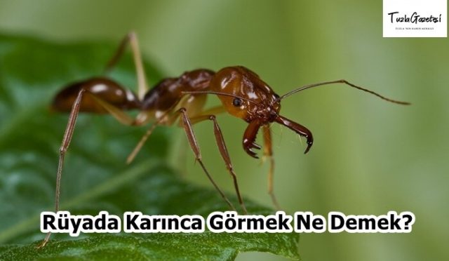 Rüyada Karınca Görmek Ne Demek