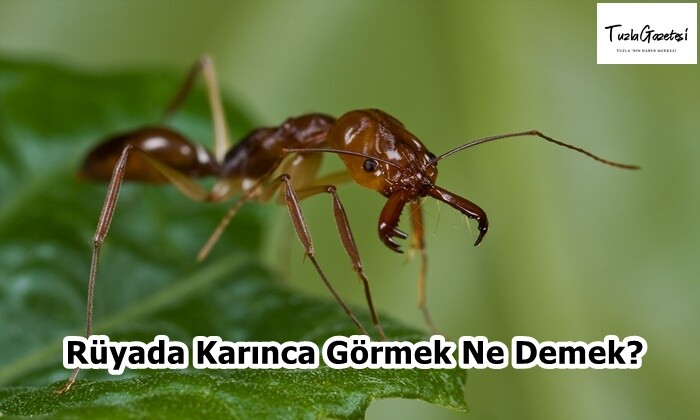 Rüyada Karınca Görmek Ne Demek