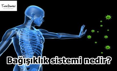Bağışıklık sistemi nedir