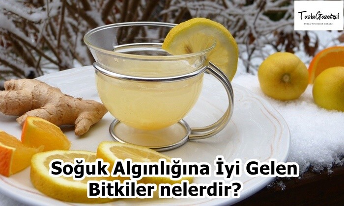 Soğuk Algınlığına İyi Gelen Bitkiler