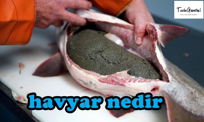 havyar faydaları nedir