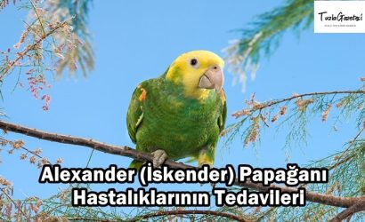 Alexander (İskender) Papağanı Hastalıklarının Tedavileri