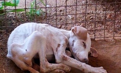 Sokak hayvanlarına sevgi ve eziyet