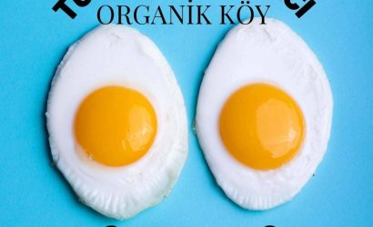 Tuzla Yumurtacı serbest gezen